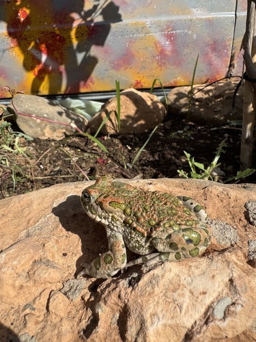 African Green Toad