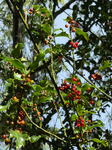 European holly