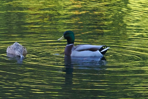 Mallard