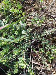 Acmispon wrangelianus