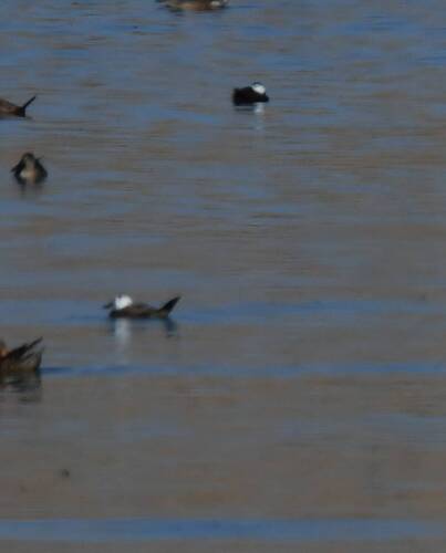 White-headed Duck