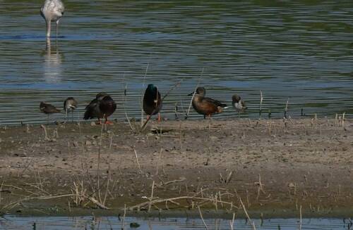 Mallard