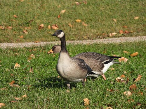 Cackling Goose