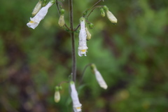 Penstemon tenuiflorus