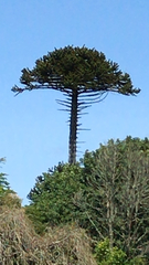 Araucaria