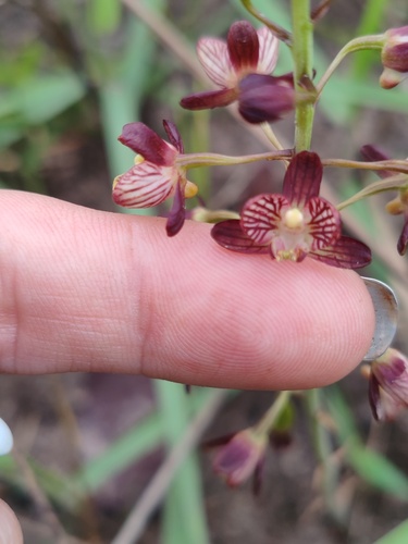 Mini Harlequin