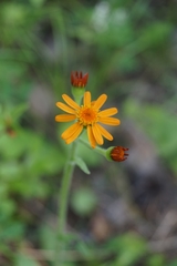 Tephroseris porphyrantha