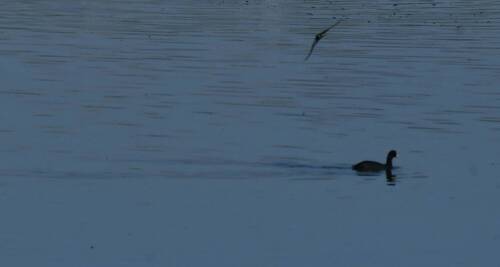Common Coot