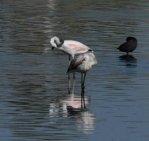 Greater Flamingo