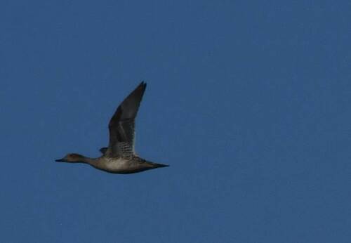 Northern Pintail