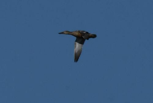 Northern Shoveler