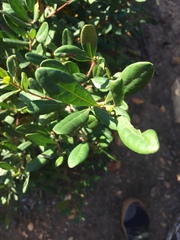 Diospyros dichrophylla