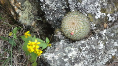 Mammillaria flavicentra