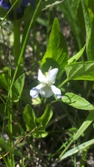 Viola accrescens