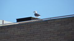 Larus michahellis