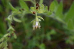 Lithospermum decipiens