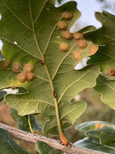 Common Spangle Gall Wasp