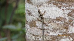 Sphenomorphus sanctus