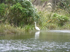 Egretta garzetta nigripes