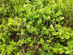 Vaccinium myrtillus