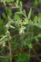 Lithospermum decipiens