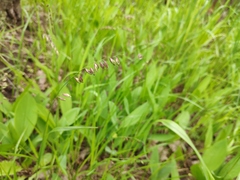Melica nutans