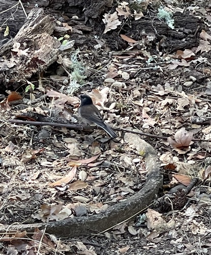 Dark-eyed Junco seen in Sonoma Valley