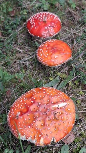 Fly Agaric