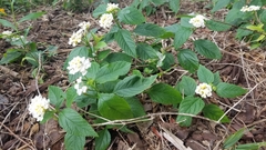 Lantana macropoda