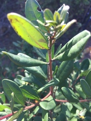 Diospyros dichrophylla