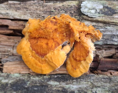 Pycnoporellus fulgens