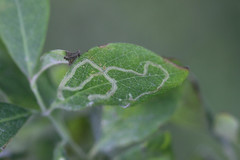 Phytomyza aprilina