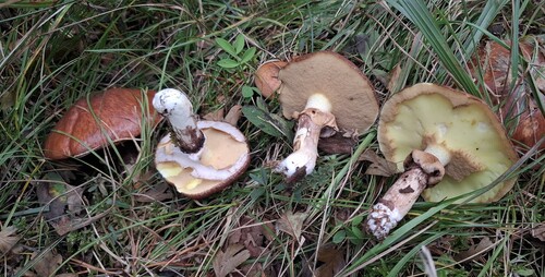 Purple-veiled Slippery Jack