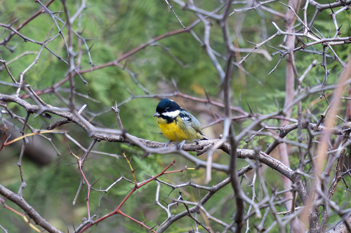 Yellow-bellied Tit