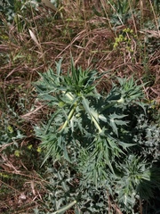 Eryngium campestre