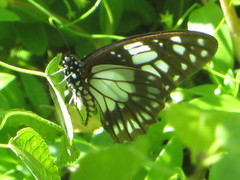 Graphium philonoe philonoe