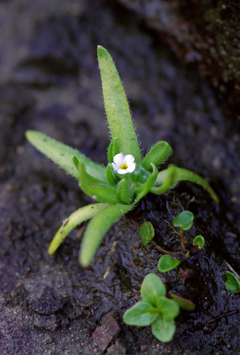 Oriental popcornflower (Plagiobothrys orientalis)