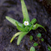 Plagiobothrys orientalis - Photo (c) Natalia Tatarenkova, μερικά δικαιώματα διατηρούνται (CC BY-NC), uploaded by Natalia Tatarenkova