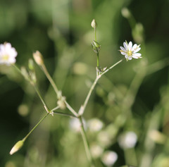 Stellaria alsine