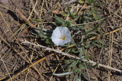 Convolvulus ammannii