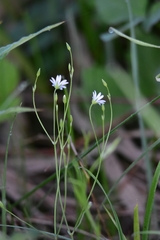 Stellaria hebecalyx