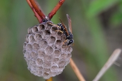Polistes albellus