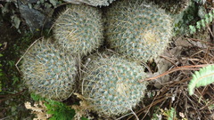 Mammillaria flavicentra