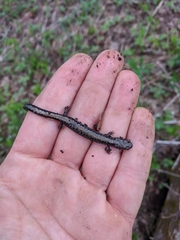 Plethodon hubrichti