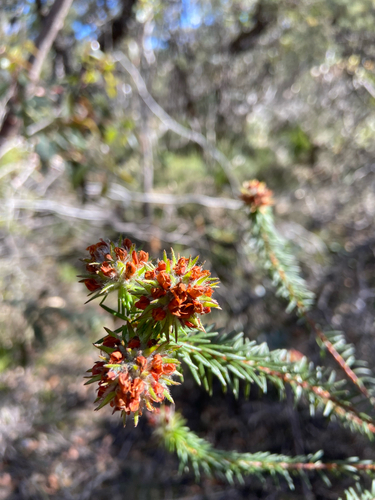 Phyllota, 2026-10-07