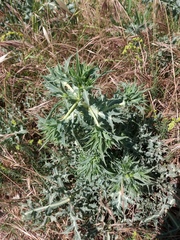 Eryngium campestre