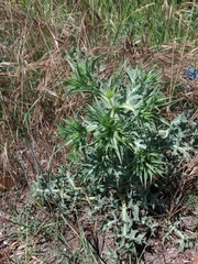 Eryngium campestre