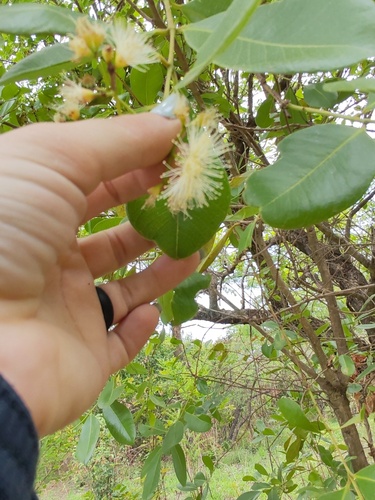 Water Pear