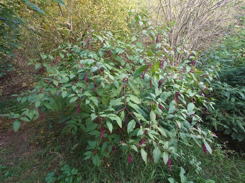 American pokeweed
