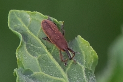 Lixus bardanae